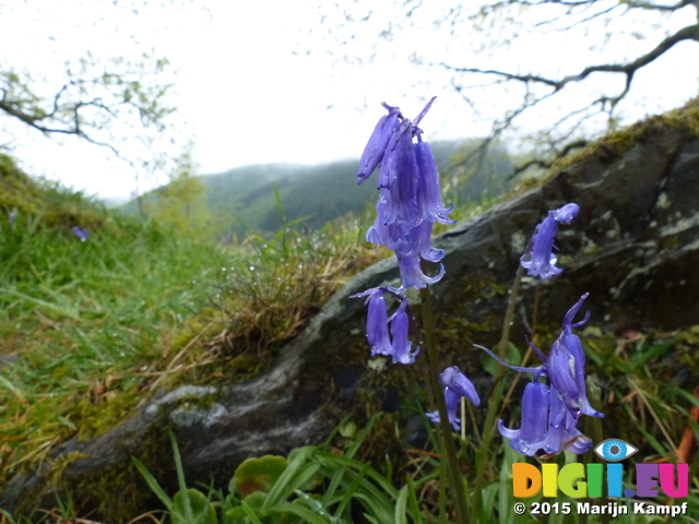 FZ014868 Common Bluebells